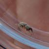 Ballus rufipes